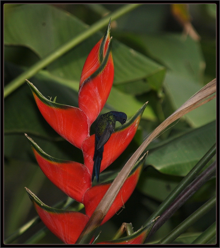 beija-flor-tesoura_bebendo_em_heliconia_JB-081027-O_04731a.jpg