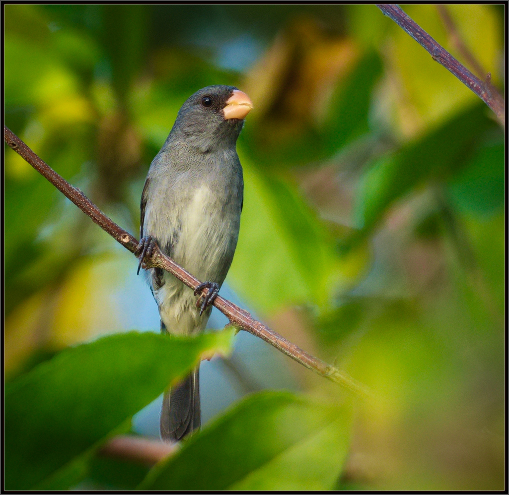 Luis A. Florit Photo Gallery: papa-capim-cinza - Gray Seedeater