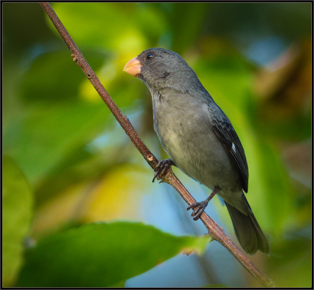 Luis A. Florit Photo Gallery: papa-capim-cinza - Gray Seedeater